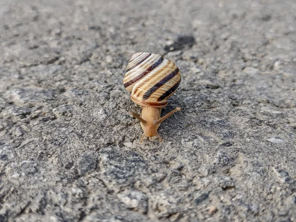 Snail Asphalt Romania — 스톡 사진