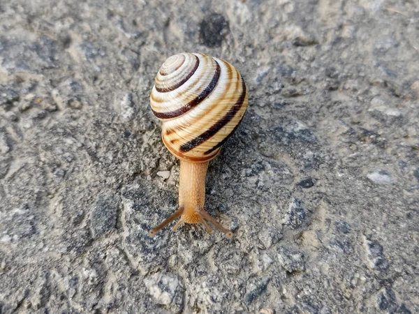 Snail Asphalt Romania — стокове фото