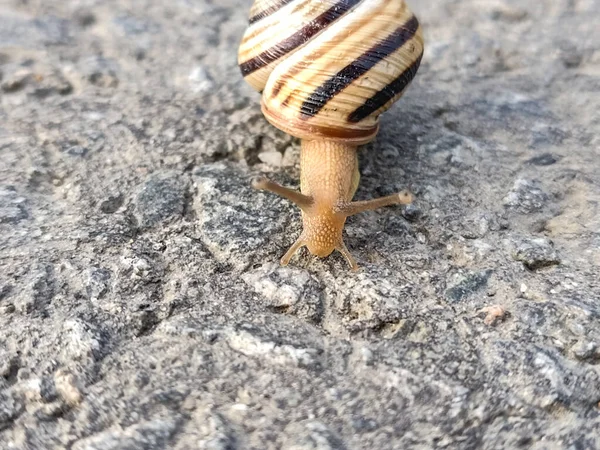 Snail Asphalt Romania — Stock Photo, Image