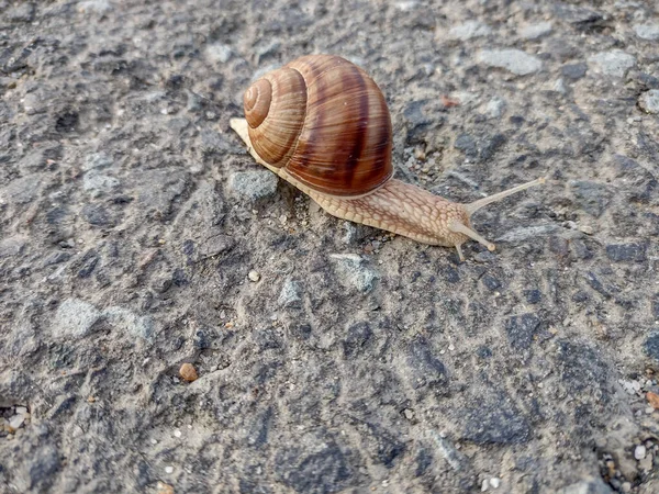 Snail Asphalt Romania — Stock Photo, Image