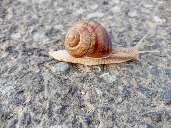 Snail Asphalt Romania — стокове фото