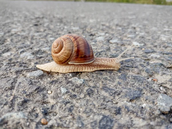 Snail Asphalt Romania — Stock Photo, Image