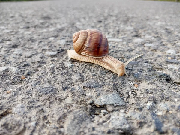 Snail Asphalt Romania — 图库照片