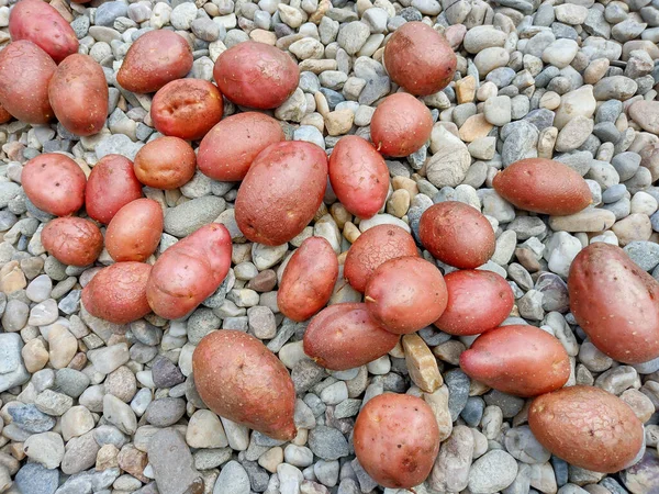 Potatoes Stones Romania — Stockfoto