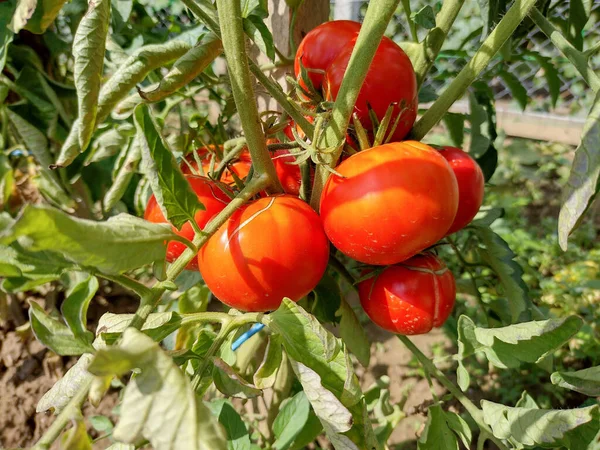 Ripe tomatoes in the garden. Vegetables in the garden