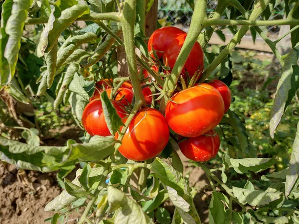Ripe tomatoes in the garden. Vegetables in the garden