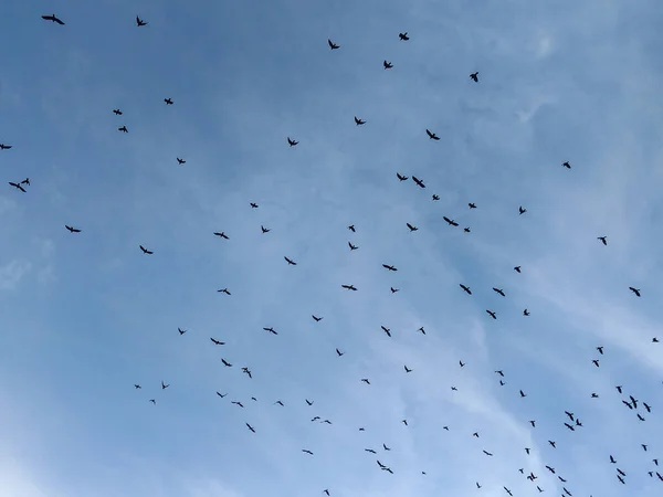 Crows Flying Sky Romania — Photo