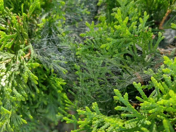 Spider Web Thuja Occidentalis — Zdjęcie stockowe