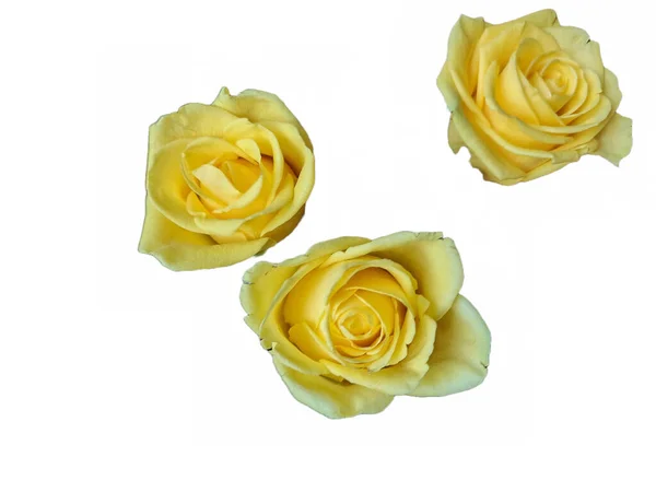 Τρεις Κίτρινα Τριαντάφυλλα Που Απομονώνονται Λευκό — Φωτογραφία Αρχείου
