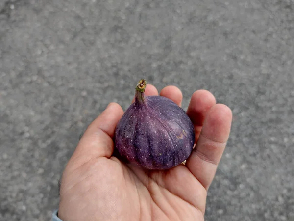 Person Holds Fresh Fig His Hand — 스톡 사진