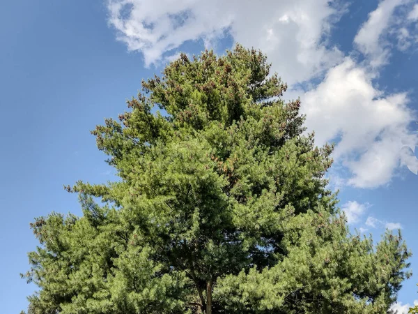 Big Pine Tree Baia Mare City Romania Pinus Strobus — Stock Photo, Image