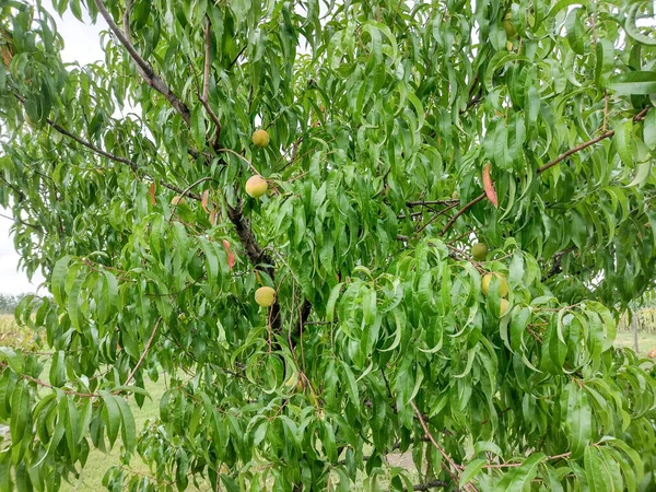 Meruňkový Strom Meruňky Rumunsku — Stock fotografie