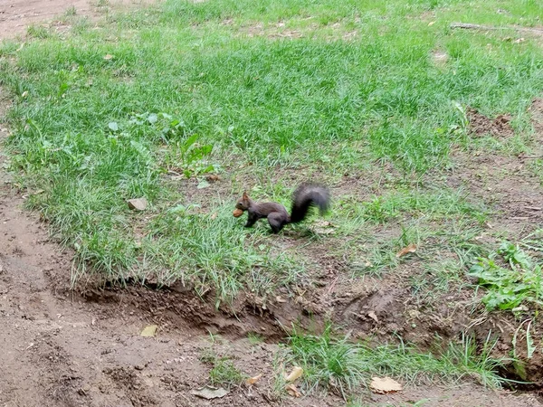 Squirrel Park Baia Mare City Romania — Fotografia de Stock