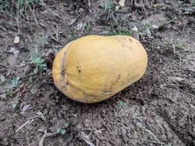 Sonbaharda yerde bir balkabağı