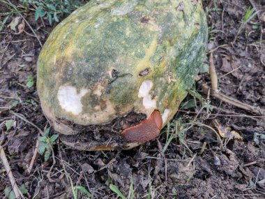 Bir sümüklü böcek balkabağından yer. Baş belası.