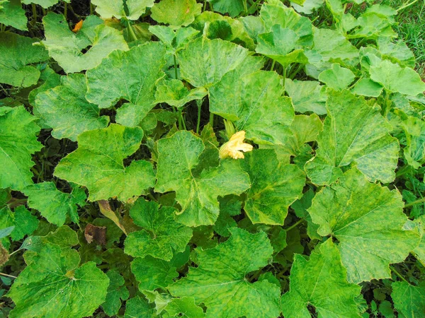 Planta Abóbora Verde Roménia — Fotografia de Stock