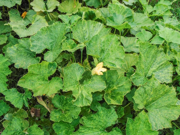 ルーマニアの緑のカボチャの植物 — ストック写真