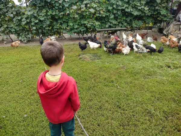 Rapaz Olha Para Grupo Galinhas Vida Agrícola — Fotografia de Stock