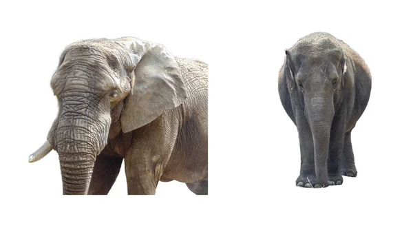 Αφρικανικός Ελέφαντας Και Ασιατικός Ελέφαντας Απομονωμένος Λευκό — Φωτογραφία Αρχείου