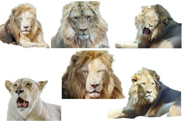 Коллаж Львами Изолированы Белом Фоне — стоковое фото