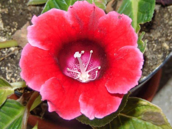 Flor Gloxinia Brasileña Sinningia Speciosa — Foto de Stock