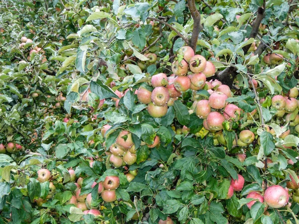 Manzanas Maduras Árbol Rumania — Foto de Stock