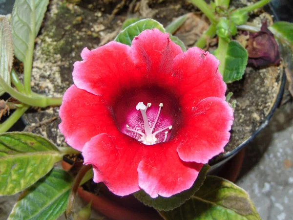 Flor Gloxinia Brasileña Sinningia Speciosa — Foto de Stock