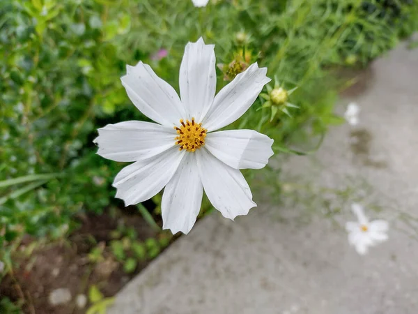 Zuidwestelijke Kosmos Bloem Cosmos Parviflorus — Stockfoto