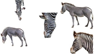 beyaz arkaplanda izole zebralarla kolaj
