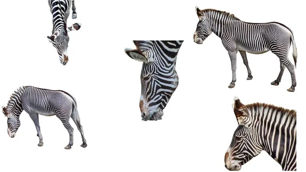 Collage Con Zebre Isolate Sfondo Bianco — Foto Stock