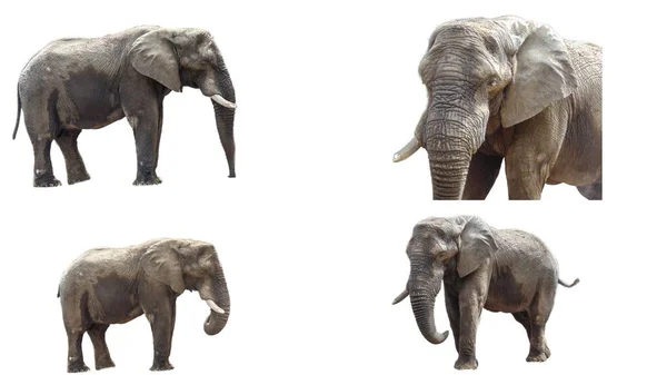 Collage Met Afrikaanse Olifant Geïsoleerd Wit — Stockfoto
