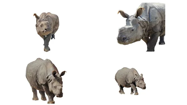 Collage Met Indiase Neushoorn Geïsoleerd Witte Achtergrond — Stockfoto