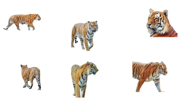 Collage Con Tigre Siberiana Isolato Bianco — Foto Stock