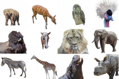 Çoklu hayvan kolajı, Asya fili Sitatunga antilobu, Avrasya kartalı baykuşu, gri turna, bizon, at, aslan, Afrika fili, zebra, zürafa, su aygırı, Hint gergedanı
