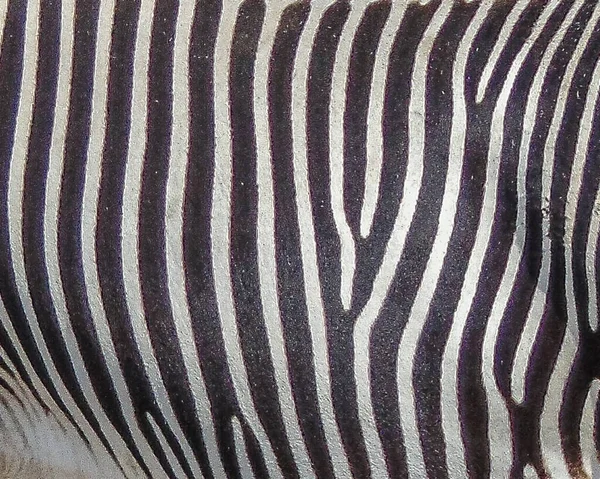 Listras Zebra Pele Macrozebra — Fotografia de Stock