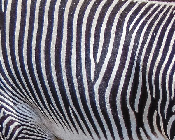 Zebra Csíkok Makro Zebra Bőr — Stock Fotó