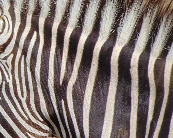 Zebra Csíkok Makro Zebra Bőr — Stock Fotó