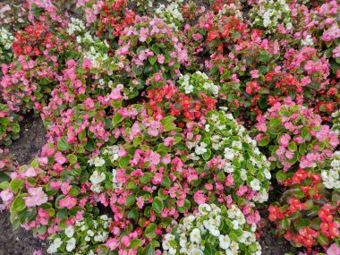 Begonya çiçekleriyle bezenmiş. Begonya semperfloren