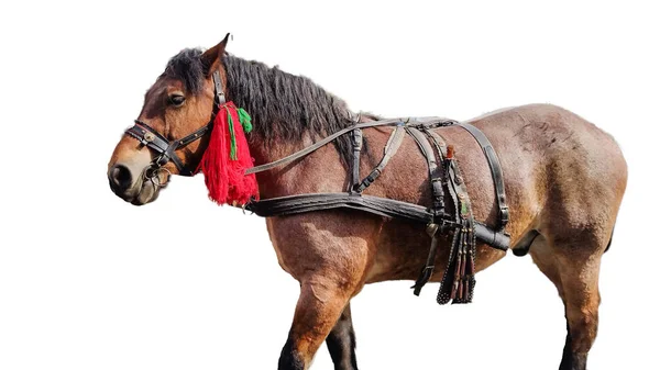 Paardenvorm Maramures District Roemenië Geïsoleerd Wit — Stockfoto