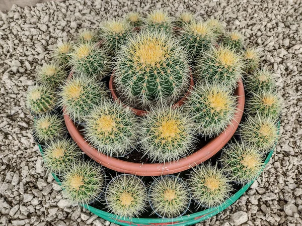 Groupe Cactus Baril Echinocactus Grusonii — Photo