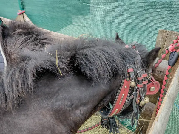 Ein Pony Frisst Rumänien Heu Selektiver Fokus — Stockfoto