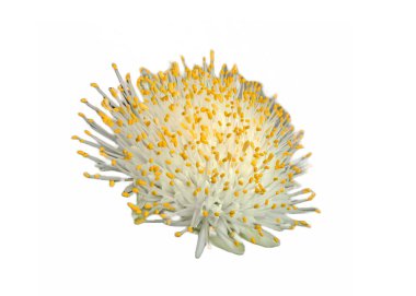 Boya fırçası fabrikası. Haemanthus albiflos çiçekleri beyaz üzerine izole edilmiş.