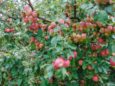 Sonbaharda ağaçta olgun elmalar
