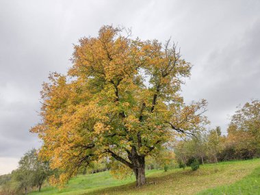 Romanya 'nın Maramures kentinde sonbaharda büyük bir ağaç. Sonbahar manzarası