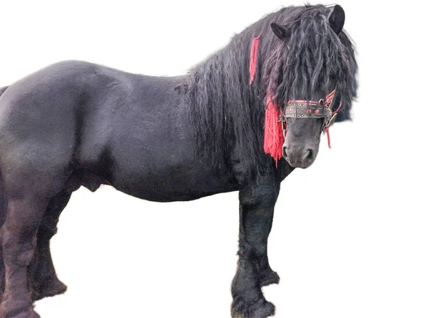 Černý Kůň Izolovaných Bílém Pozadí — Stock fotografie