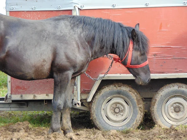 Cheval Une Foire Exposition Roumanie — Photo