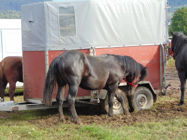 Pferde Auf Einer Messe Rumänien — Stockfoto