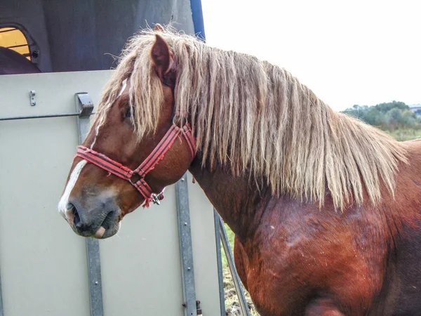 Cheval Une Foire Exposition Roumanie — Photo