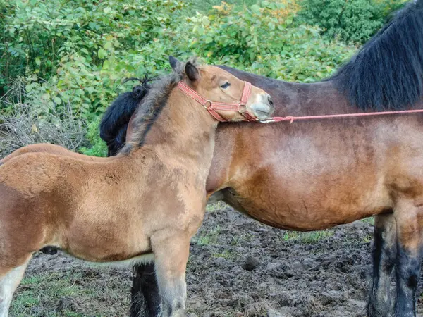 Ein Fohlen Mit Seiner Mutter Pferde Rumänien — Stockfoto
