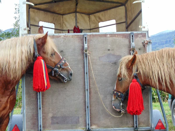 Лошади Выставке Румынии — стоковое фото